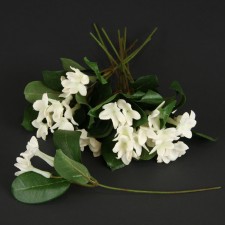 8" STEPHANOTIS PICK 12PC/PKG