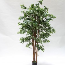 6' MOUNTAIN ASH X4 W/POT