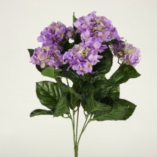 23"HYBRID HYDRANGEA BUSH X5