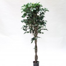 6'FICUS TREE W/RND POT GREEN