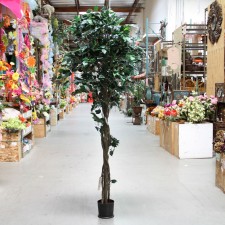 8'FICUS TREE W/RND POT