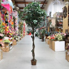 10' FICUS TREE W/POT