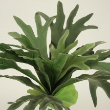 23" STAG-HORN FERN W/16LVS
