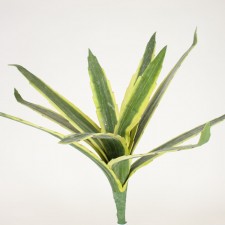 AGAVE X10 LVS