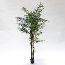 5' DLX REED PALM POTTED