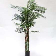 6' DLX REED PALM POTTED