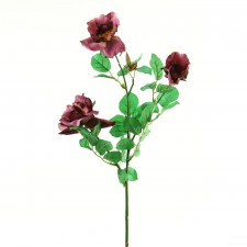 PLNTR HYBIRD TEA ROSE A5 B2