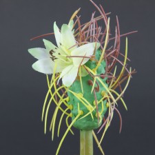 GOAT'S HORN CACTUS A75