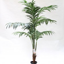8' KENTIA PALM POTTED