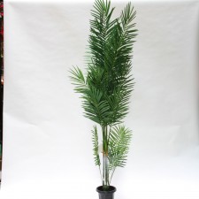 7' ARECA PALM TREE