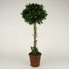 3' FICUS TOPIARY X909LVS
