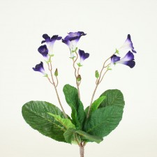 15" STREPTOCARPUS BUSH ROYAL