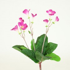 15" STREPTOCARPUS BUSH