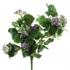 BABY HYDRANGEA BUSH  A4
