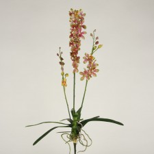 3' VANDA ORCHID PLANT