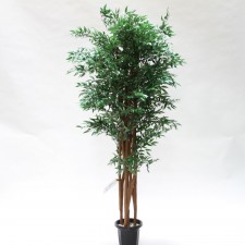 6' RUSCUS TREE