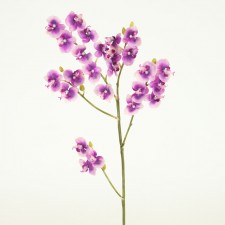 PHALAENOPSIS ORCHID STEM