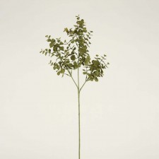EUCALYPTUS SPRAY X3