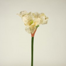31" AMARYLLIS SPRAY CREAM
