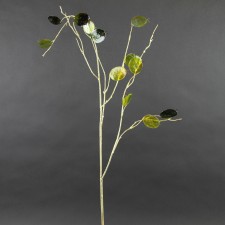 41" SILVER DOLLAR SPRAY A5