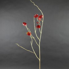 41" SILVER DOLLAR SPRAY A5