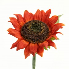 SUNFLOWER HEAD RUST