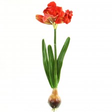 L.AMARYLLIS PLANT W/BULB A6