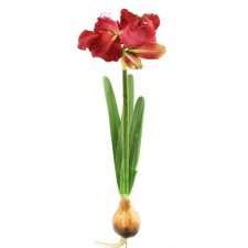 L.AMARYLLIS PLNT W/BLB A6