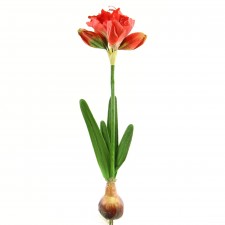 M.MARYLLIS PLT W/BLB RD A6