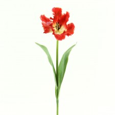 20"PARROT TULIP STEM RED B15