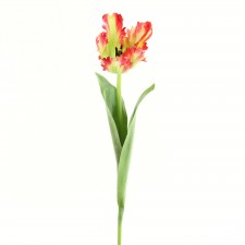 20"PARROT TULIP STEM B15