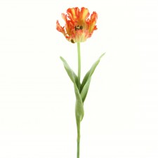 20"PARROT TULIP STEM B15