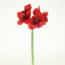 26" AMARYLLIS STEM RED
