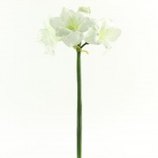 26" AMARYLLIS STEM WHITE