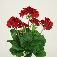 16" GERANIUM BUSH X5 RED