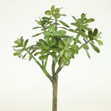 21" JADE PLANT GREEN