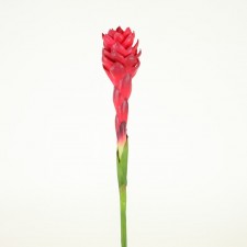 19" GINGER TORCH STEM RED