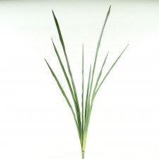 40" CYMBIDIUM FOLIAGE GREEN