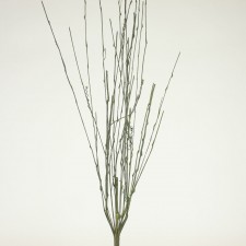 42"LONG WILLOW BRANCH GREEN
