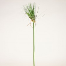 37" PAPYRUS STEM GREEN