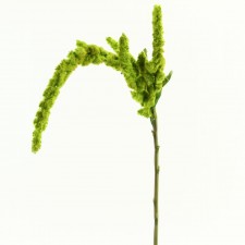 39" AMARANTHUS STEM GREEN