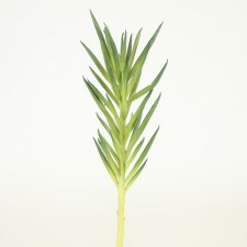 17" SUCCULENT GREEN