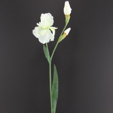 40" GERMAN IRIS CREAM B11