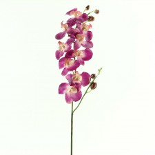 36"MED PHALAENOPSIS STEM