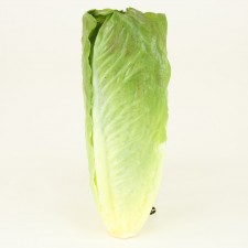 10" ROMAINE LETTUCE GREEN
