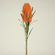 30.5" PROTEA FLOWER STEM