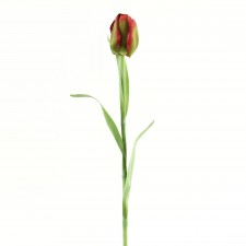 25"TULIP STEM BURG/GRN B15