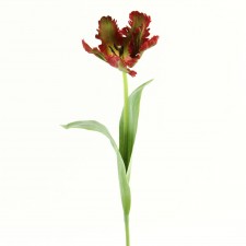 20"PARROT TULIP STEM B15