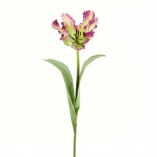 20"PARROT TULIP STEM B15