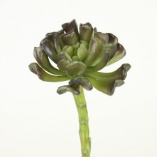 7.5"ECHEVERIA EGGPLANT/GREEN